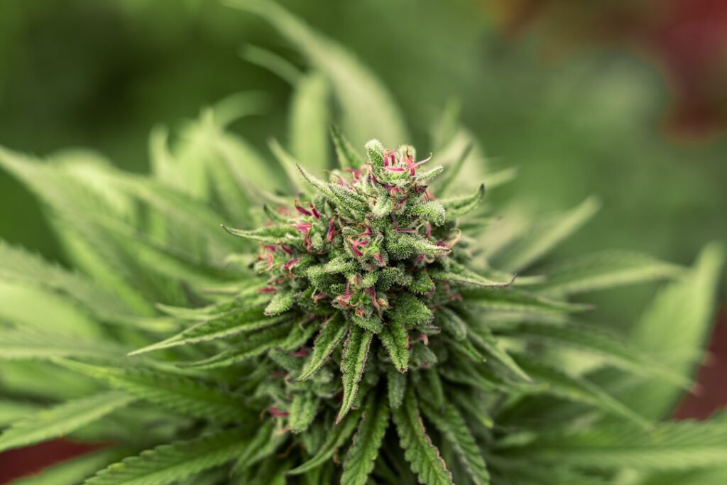 Photo Cannabis buds